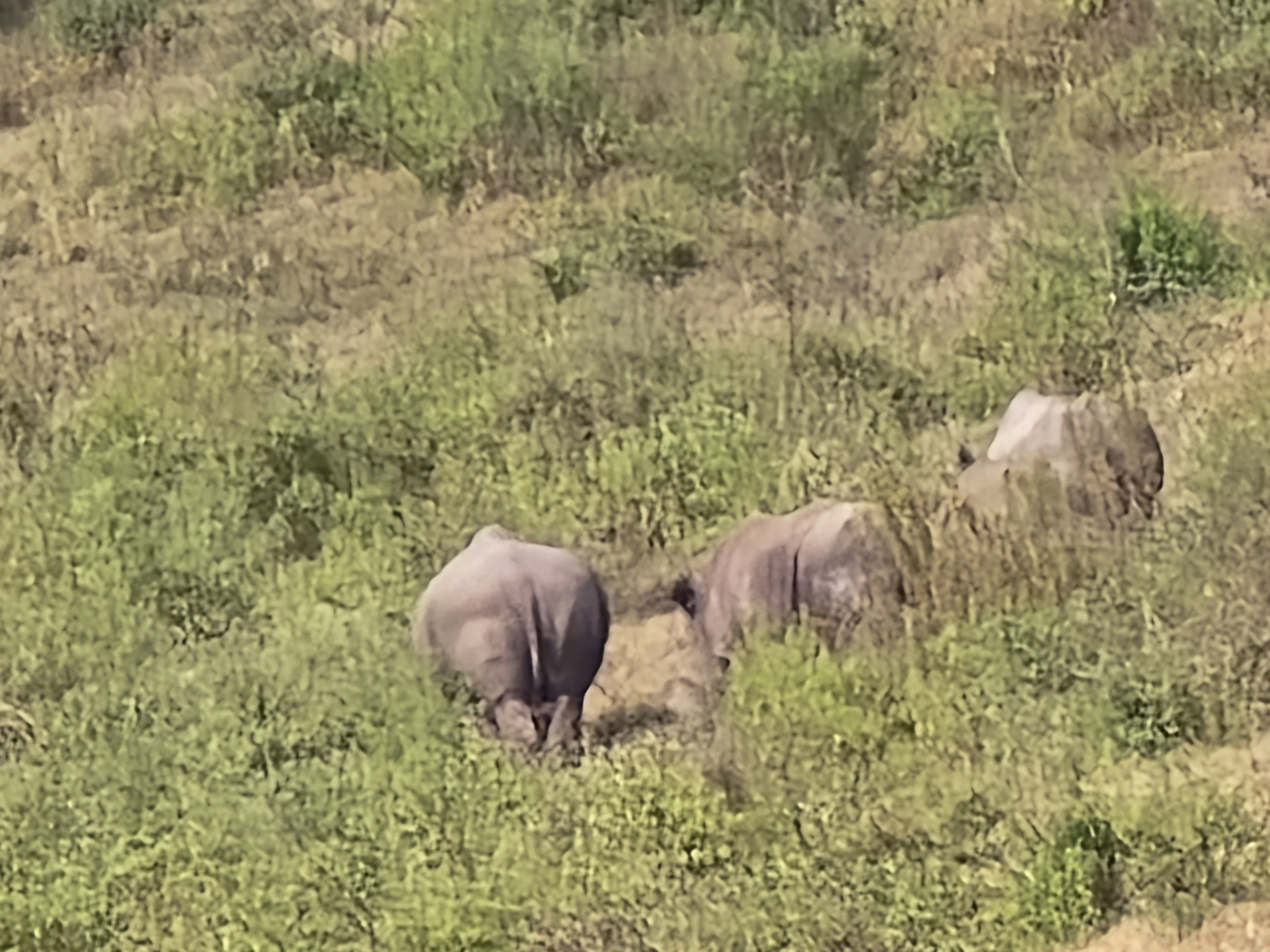 Ngorongoro crater wildlife