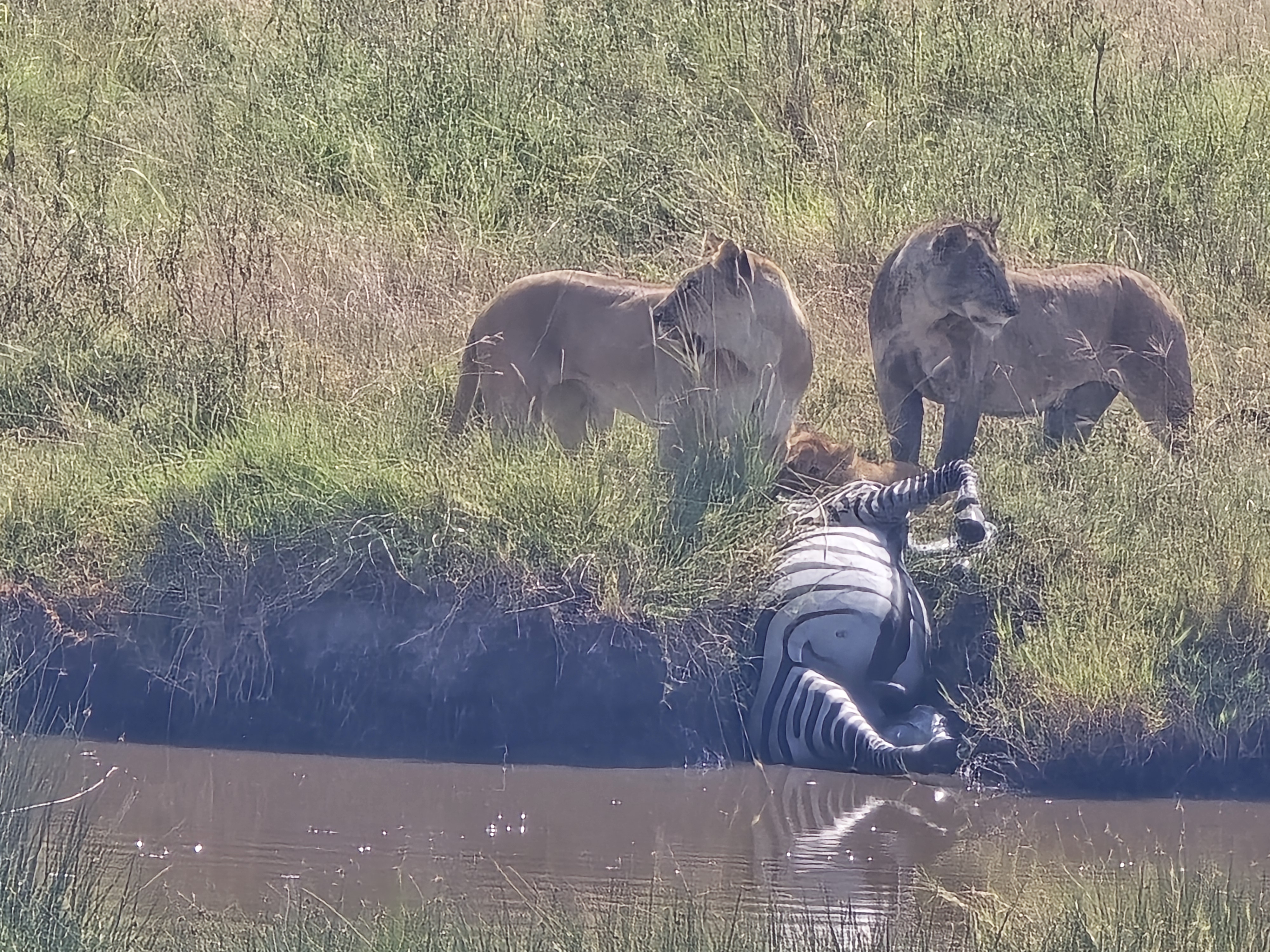 Serengeti National Park wildlife