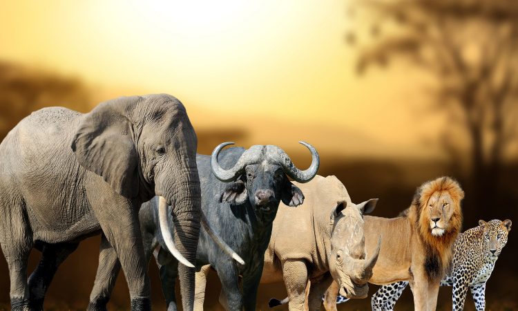 African Wildlife